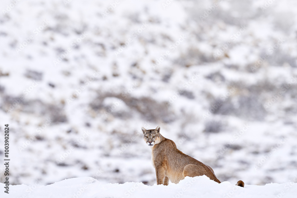 Wild puma nature winter habitat with snow, Torres del Paine, Chile. Big cat Cougar, Puma concolor, Snow mountain light and dangerous animal. Wildlife nature, puma carcass. Wild puma nature winter habitat with snow, Torres del Paine, Chile. Big cat Cougar, Puma concolor, Snow mountain light and dangerous animal. Wildlife nature, puma carcass.