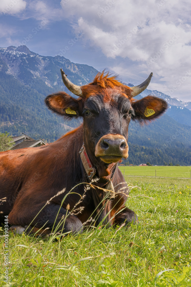 ruhende Kuh auf der Weide ruhende Kuh auf der Weide