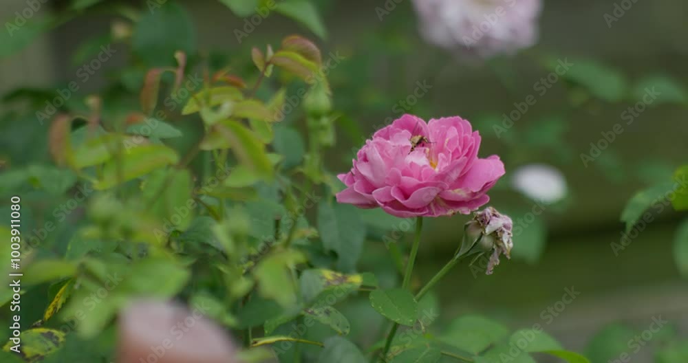 A bee-mimicking syrphid fly in a rose flower fully in bloom still attached to the plant in a serene home garden, with a soft breeze gently blowing the petals. A bee-mimicking syrphid fly in a rose flower fully in bloom still attached to the plant in a serene home garden, with a soft breeze gently blowing the petals.