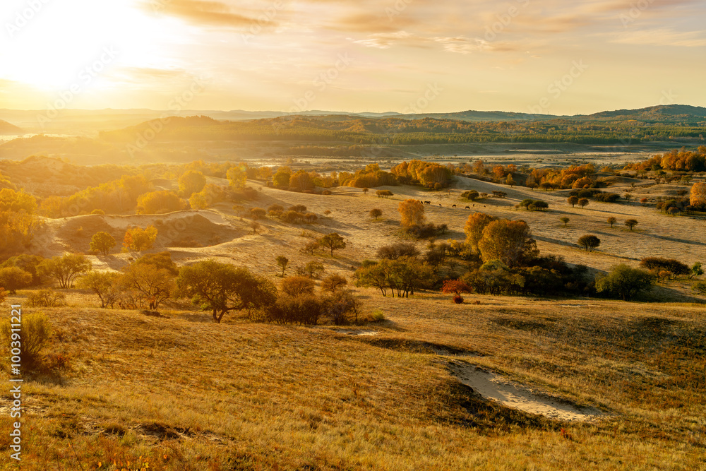 Obraz premium Grassland and birch forest, Inner Mongolia, China.