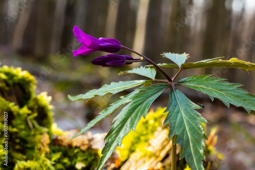 Dentaria glandulosa. Purple flowers in the spring forest photo