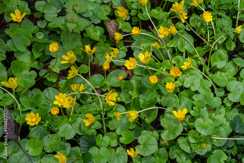 ranunculus ficaria verna pilewort lesser celandine photo