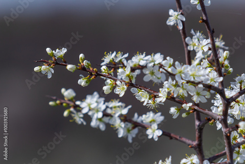 Quadro em tela Prunus spinosa, called blackthorn or sloe, is a species of flowering plant in the rose family Rosaceae