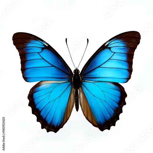 The beauty of butterflies a captivating tribute to their transformation and grace