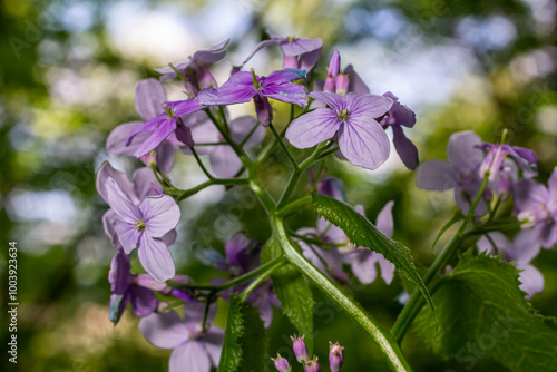 In spring, Lunaria rediviva blooms in the wild in the forest photo