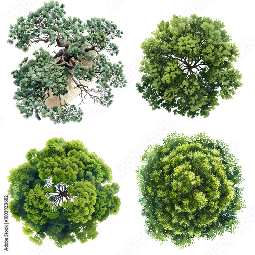 Tree top view, watercolor style vector chamaedorea cataractarum tree photo