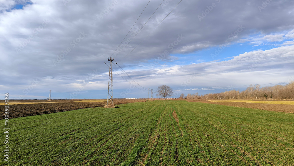 green wheat field in spring in Vojvodina green wheat field in spring in Vojvodina