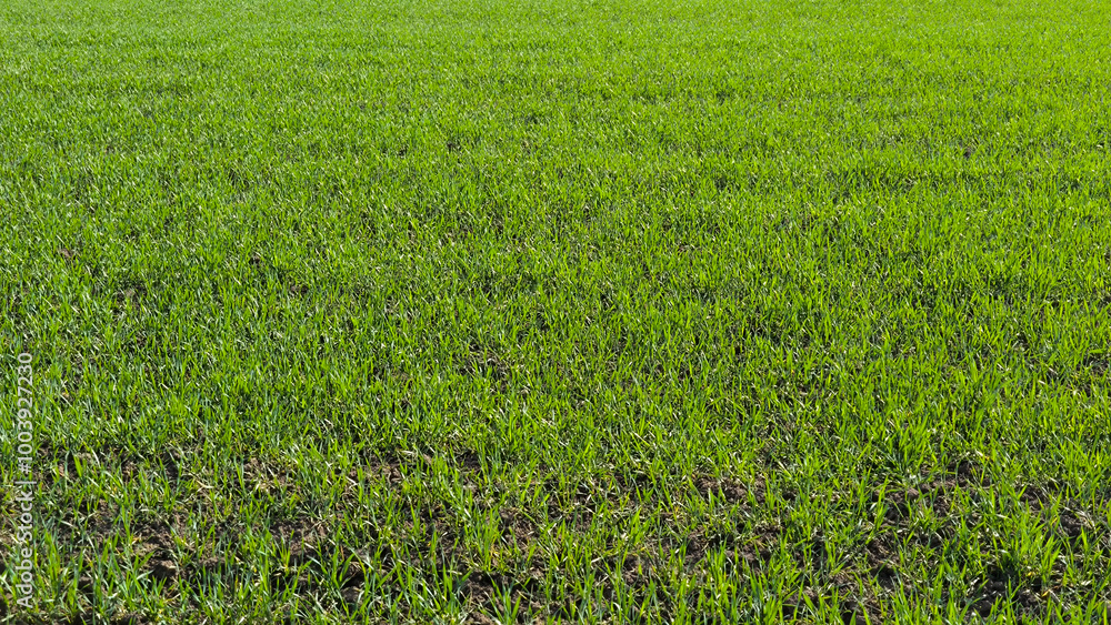 green wheat field in spring in Vojvodina green wheat field in spring in Vojvodina