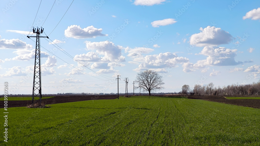 green wheat field in spring in Vojvodina green wheat field in spring in Vojvodina