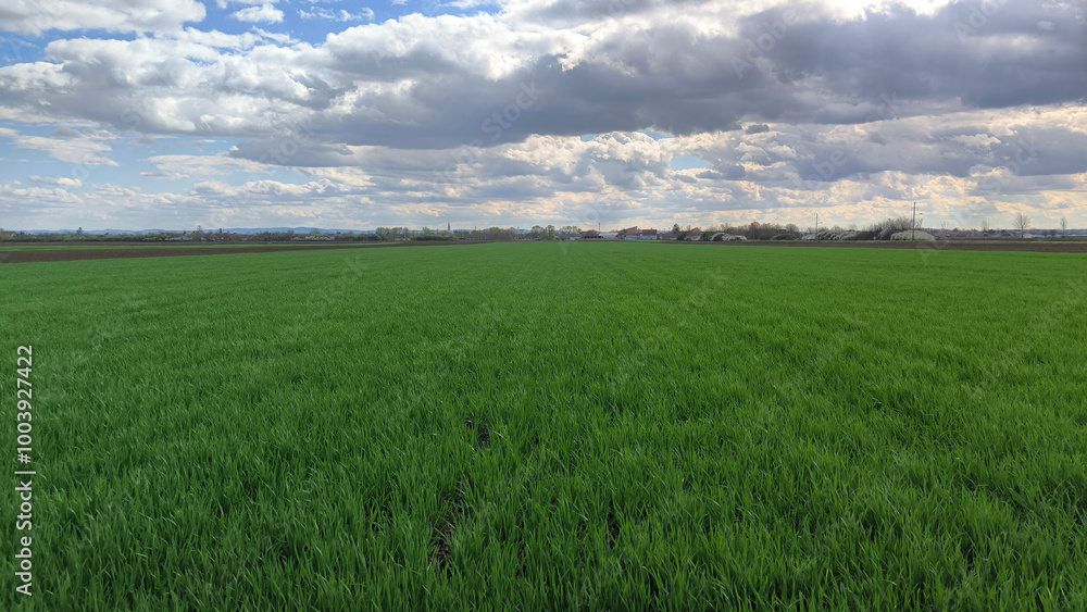 Fototapeta premium green wheat field in spring in Vojvodina
