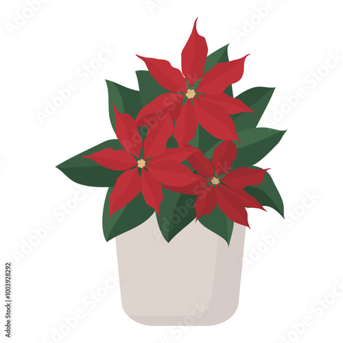 Poinsettia Christmas potted plant isolated