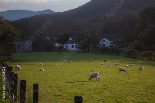 flock of sheep in the mountains in Lake District, UK