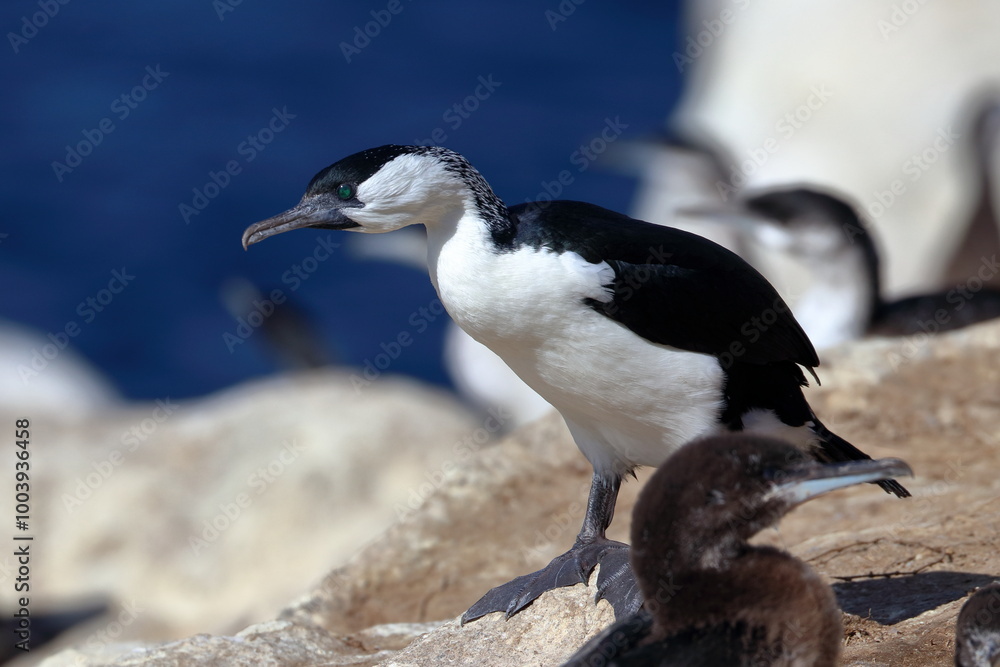 Fototapeta premium black-faced cormorants