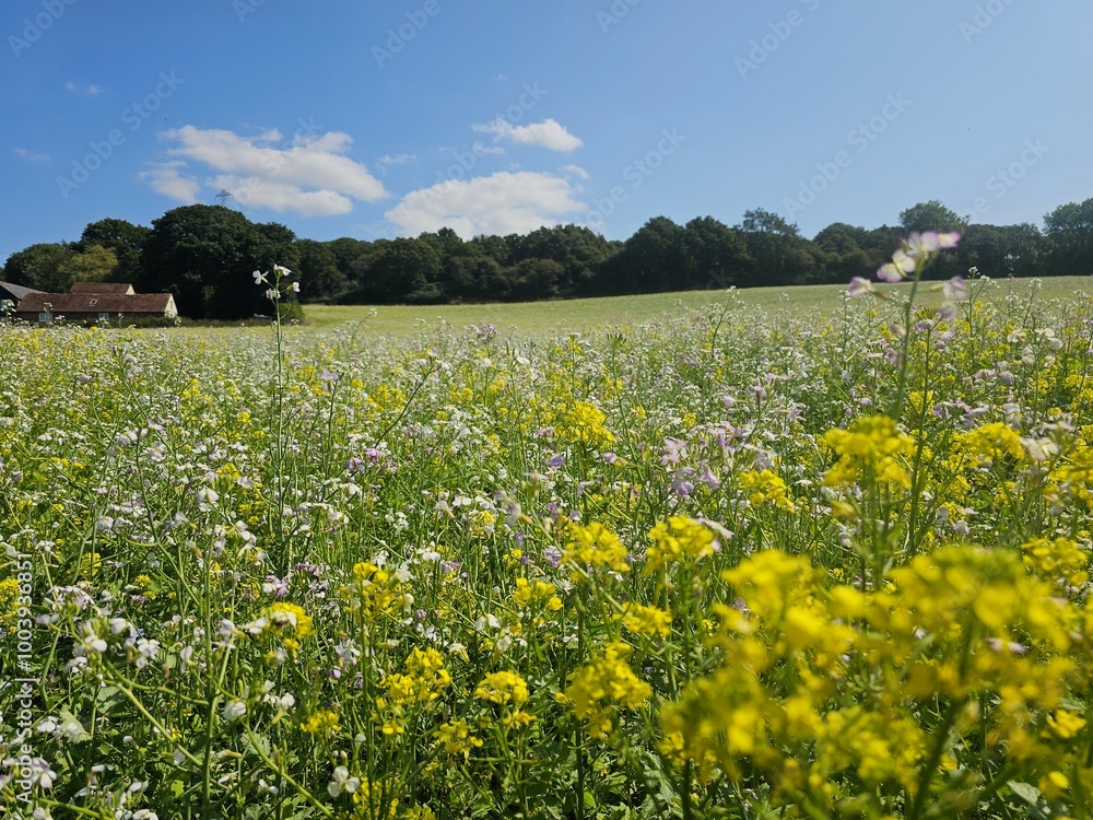 Obraz premium Images of fields of flowers in the English countryside