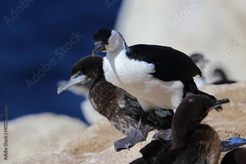 black-faced cormorants