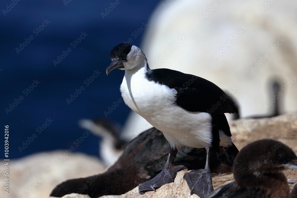 Obraz premium black-faced cormorants