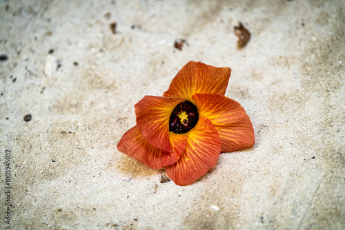 Bulume am Strand auf den Malediven