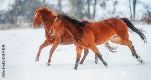 Red Horses running gallop in winter snow landscape
