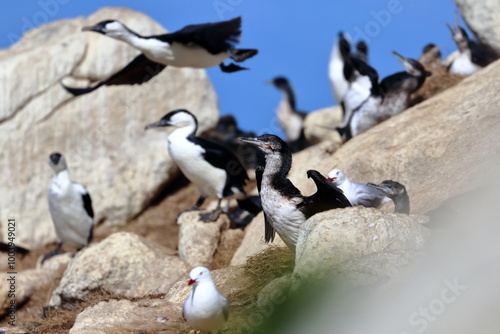 black-faced cormorants