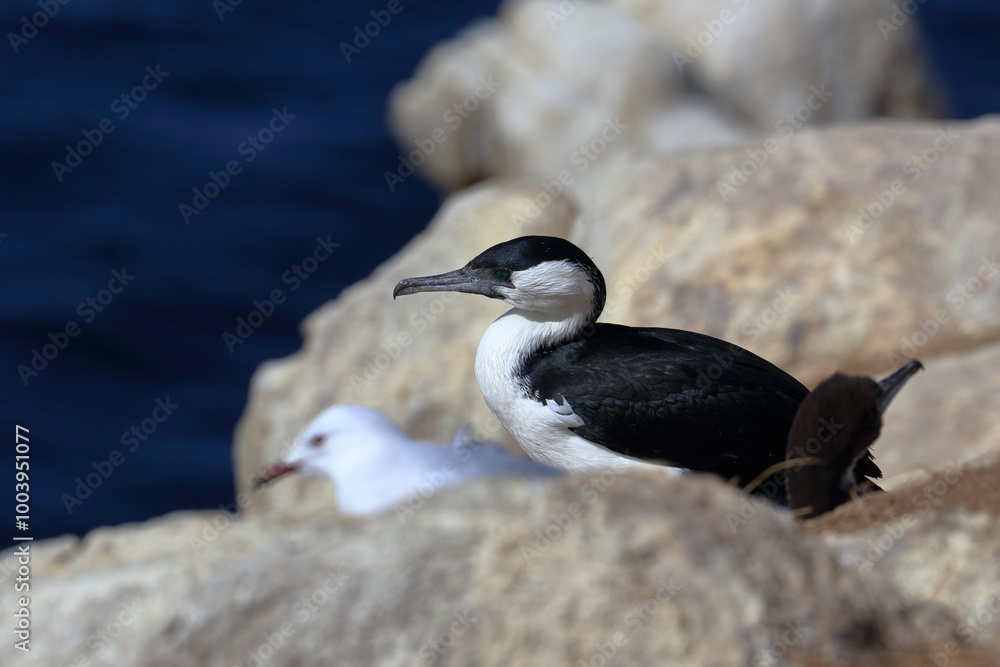 cormorant cormorant