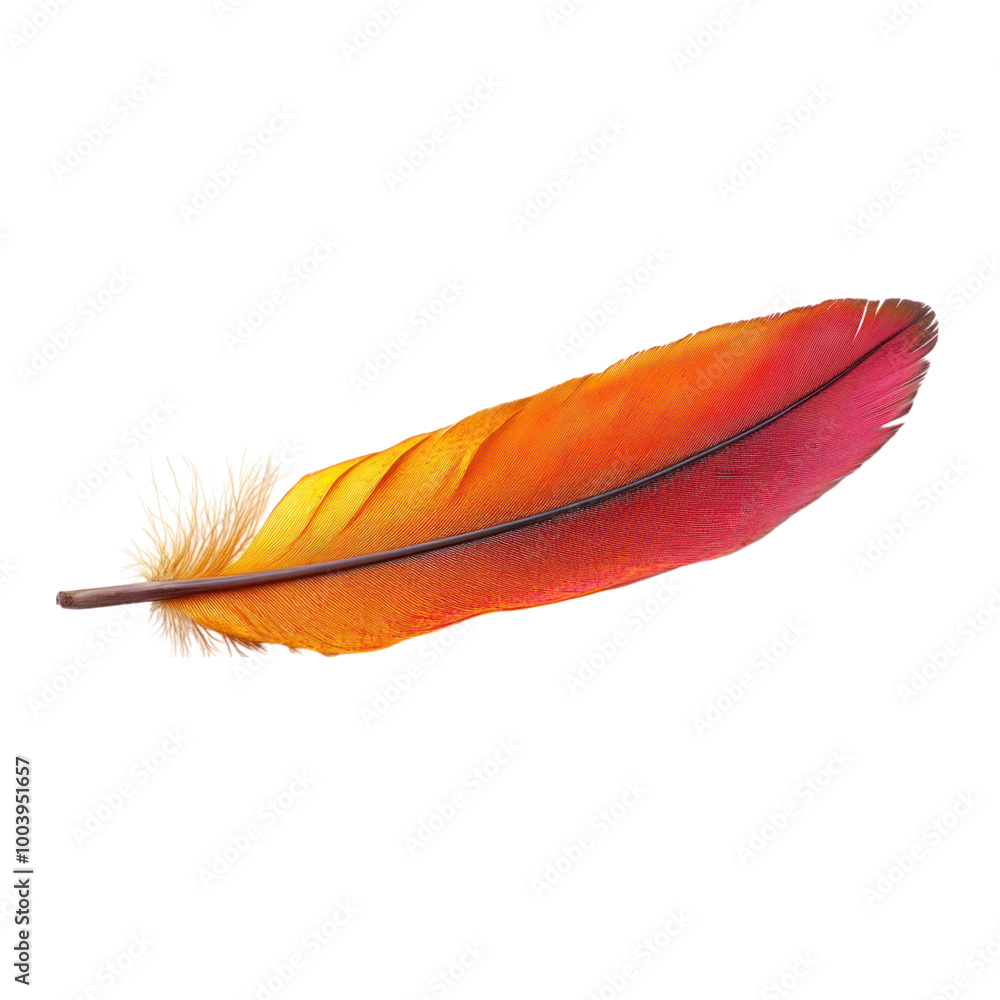 Vibrant Bird Feather on Black Background Vibrant Bird Feather on Black Background