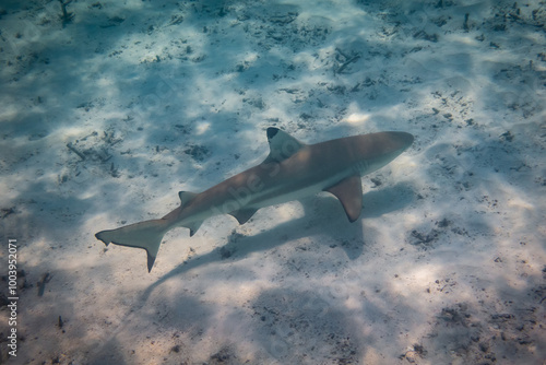 Schwarzspitzen-Riff-Hai, Malediven