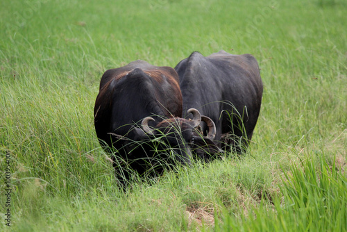 italian mediterranean buffalo in grass and walking on the road
