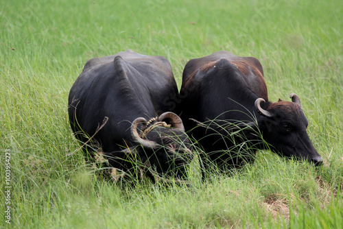 italian mediterranean buffalo in grass and walking on the road