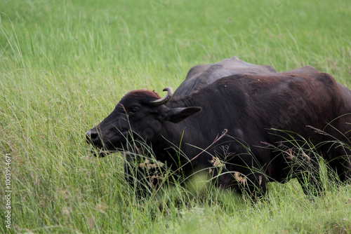 italian mediterranean buffalo in grass and walking on the road
