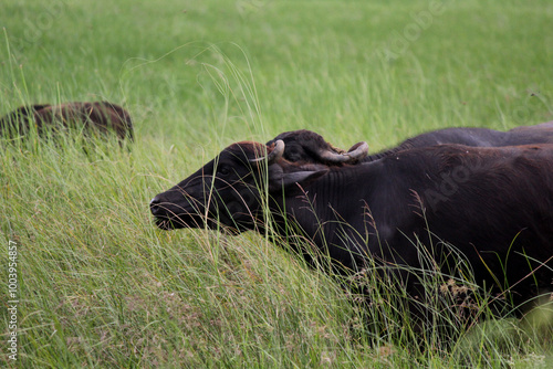 italian mediterranean buffalo in grass and walking on the road