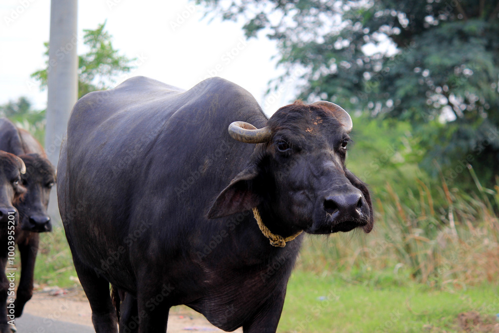 italian mediterranean buffalo in grass and walking on the road italian mediterranean buffalo in grass and walking on the road