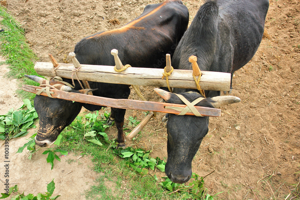 A yoke wooden beam used between a pair of oxen in Bhutan