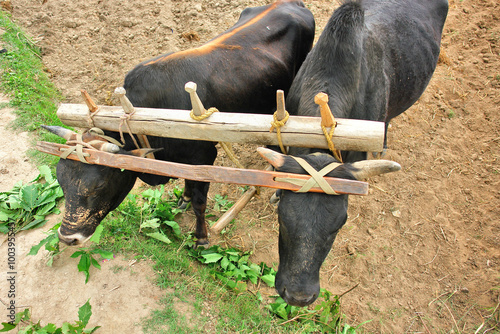 Obraz na płótnie A yoke wooden beam used between a pair of oxen in Bhutan w salonie