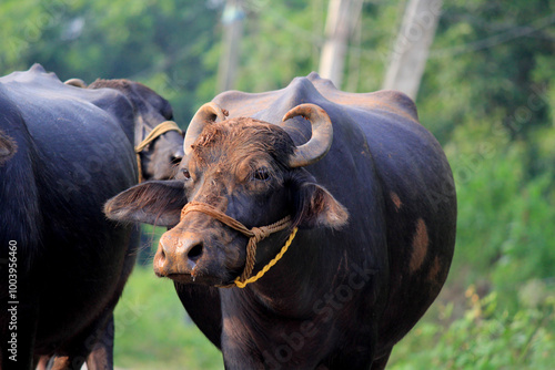 italian mediterranean buffalo in grass and walking on the road