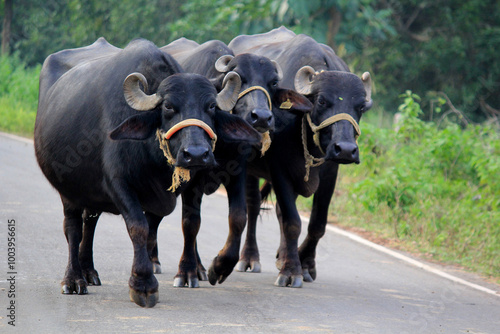 italian mediterranean buffalo in grass and walking on the road