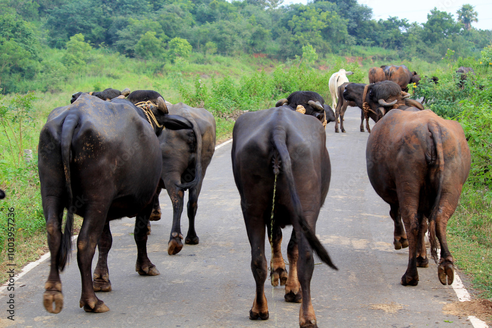 italian mediterranean buffalo in grass and walking on the road italian mediterranean buffalo in grass and walking on the road