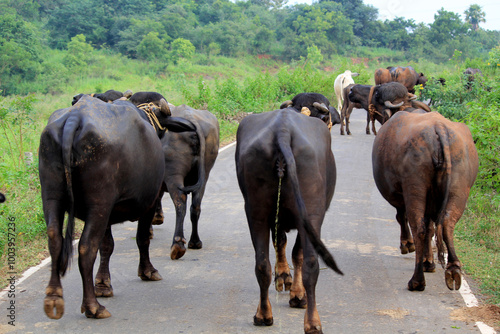 italian mediterranean buffalo in grass and walking on the road