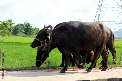 italian mediterranean buffalo in grass and walking on the road photo