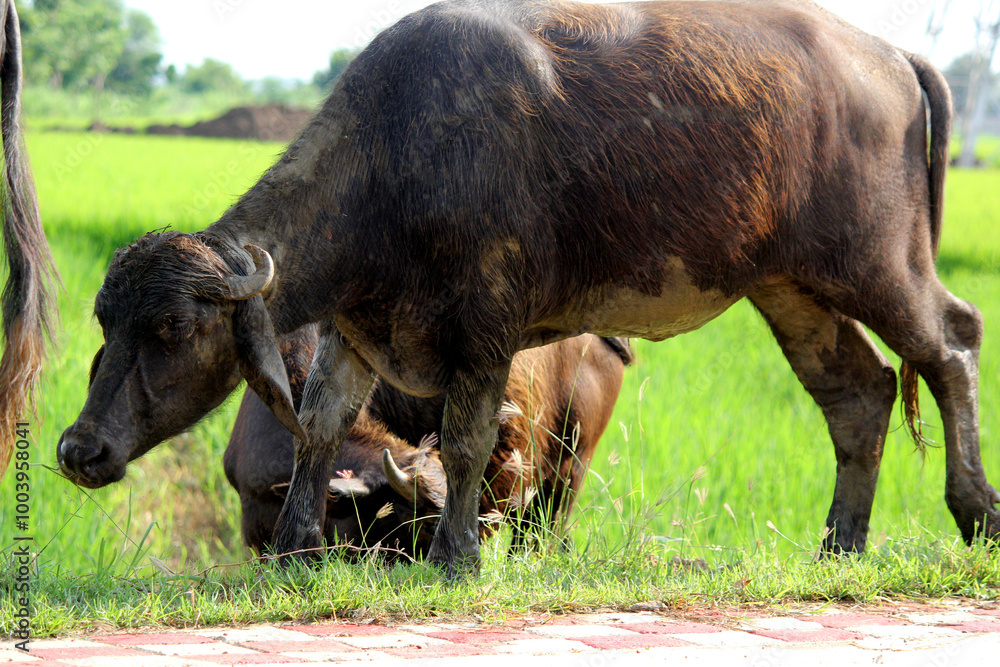 italian mediterranean buffalo in grass and walking on the road italian mediterranean buffalo in grass and walking on the road