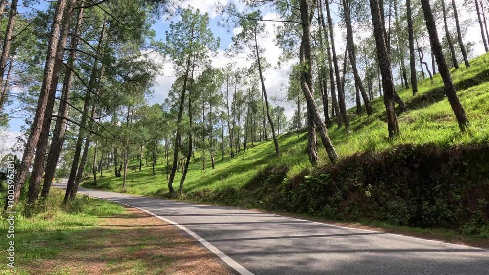A winding road through pine forests in the mountains, with beautiful surrounding landscapes showcasing the serene and natural beauty of the region A winding road through pine forests in the mountains, with beautiful surrounding landscapes showcasing the serene and natural beauty of the region