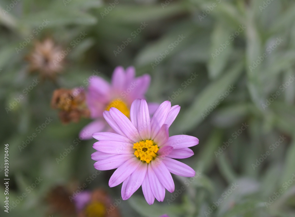 Beautiful close-up of corethrogyne californica
