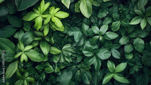 Thriving tropical plant life in a dense jungle environment.