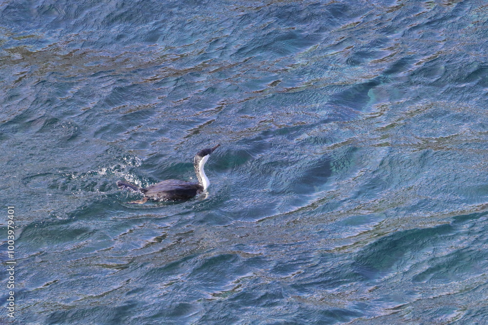 Naklejka premium black-faced shag