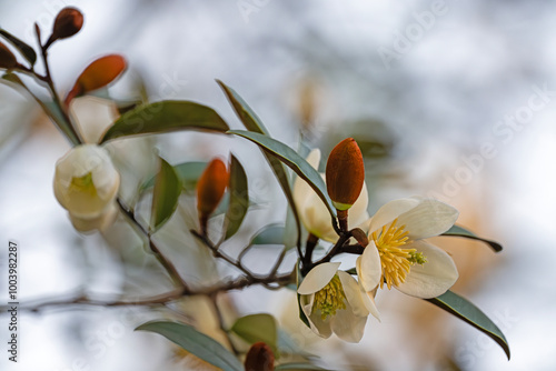 beautiful flower of Magnolia Laevifolia