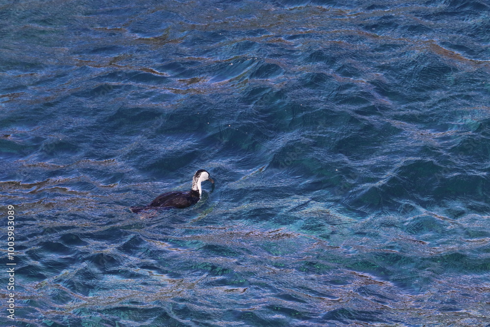 Obraz premium black-faced shag