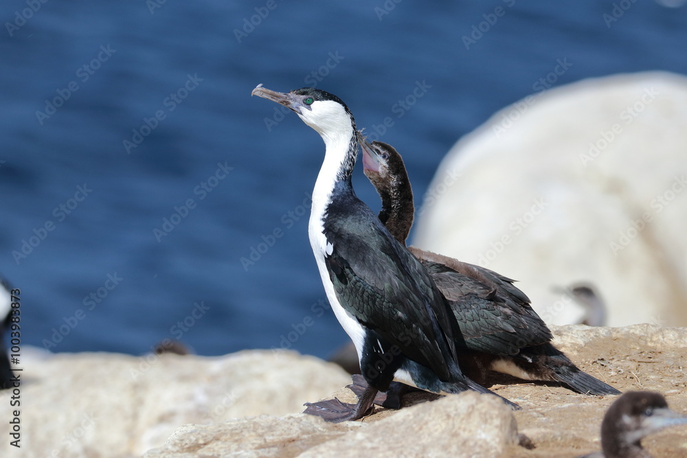 Obraz premium black-faced shag
