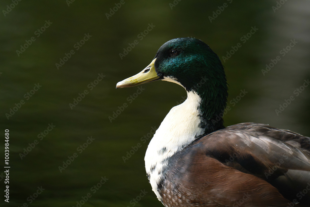 Mallard duck with a white throat Mallard duck with a white throat