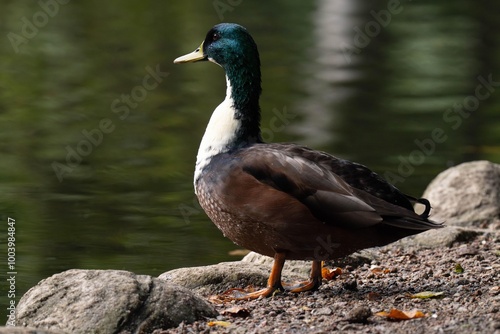 Mallard duck with a white throat