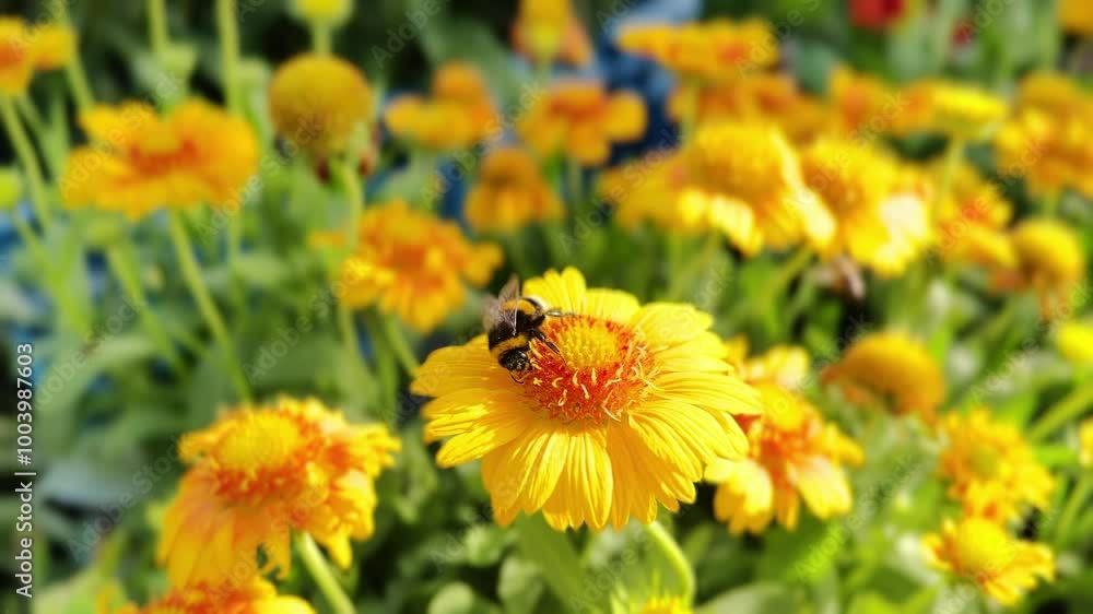 A close-up shot of a bumblebee resting on a vibrant yellow flower, surrounded by a lush garden of similarly bright blooms, capturing the beauty of nature and pollination in action. A close-up shot of a bumblebee resting on a vibrant yellow flower, surrounded by a lush garden of similarly bright blooms, capturing the beauty of nature and pollination in action.