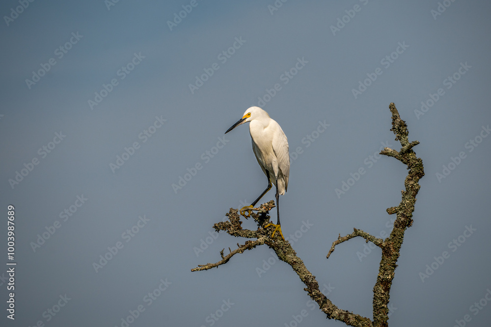 Egret Perched on a Tree Branch Egret Perched on a Tree Branch